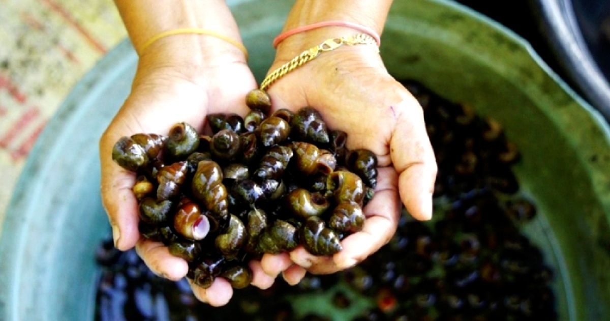 Kreco Kuliner Sarapan Warga Tepi Danau Klakah
