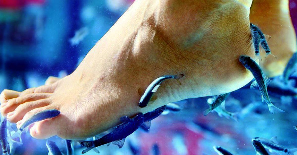 Fish Spa Sensasi Gigitan Ikan Garra Rufa