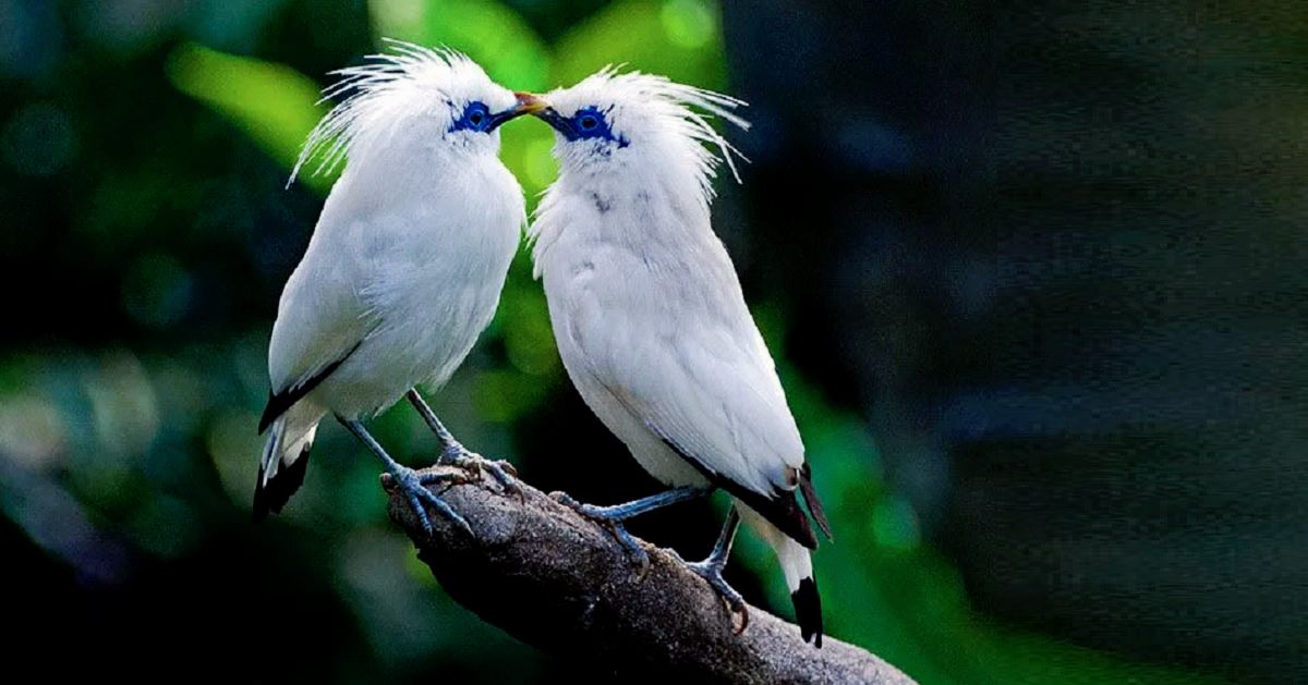 Pelestarian Curik Bali Jadi Potensi Pariwisata Bali Barat