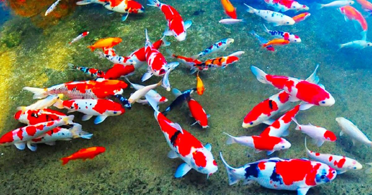 Ikan Koi Salah Satu Simbol Cinta Dan Persahabatan