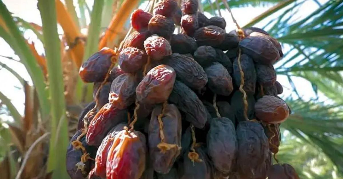 Inilah Jenis Dan Kandungan Kurma Yang Mujarab