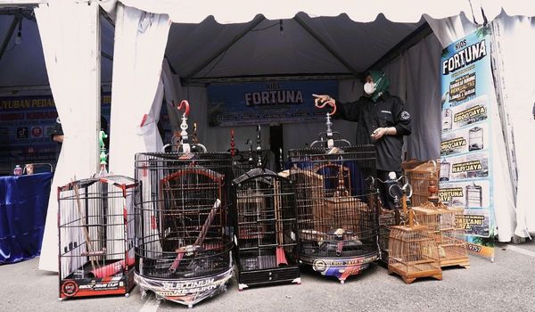 Sangkar Lokal Jadi Mahakarya di Festival Burung Kicau