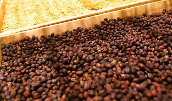 Kopi Indonesia Jadi Duta Budaya Nusantara di Eropa 2026